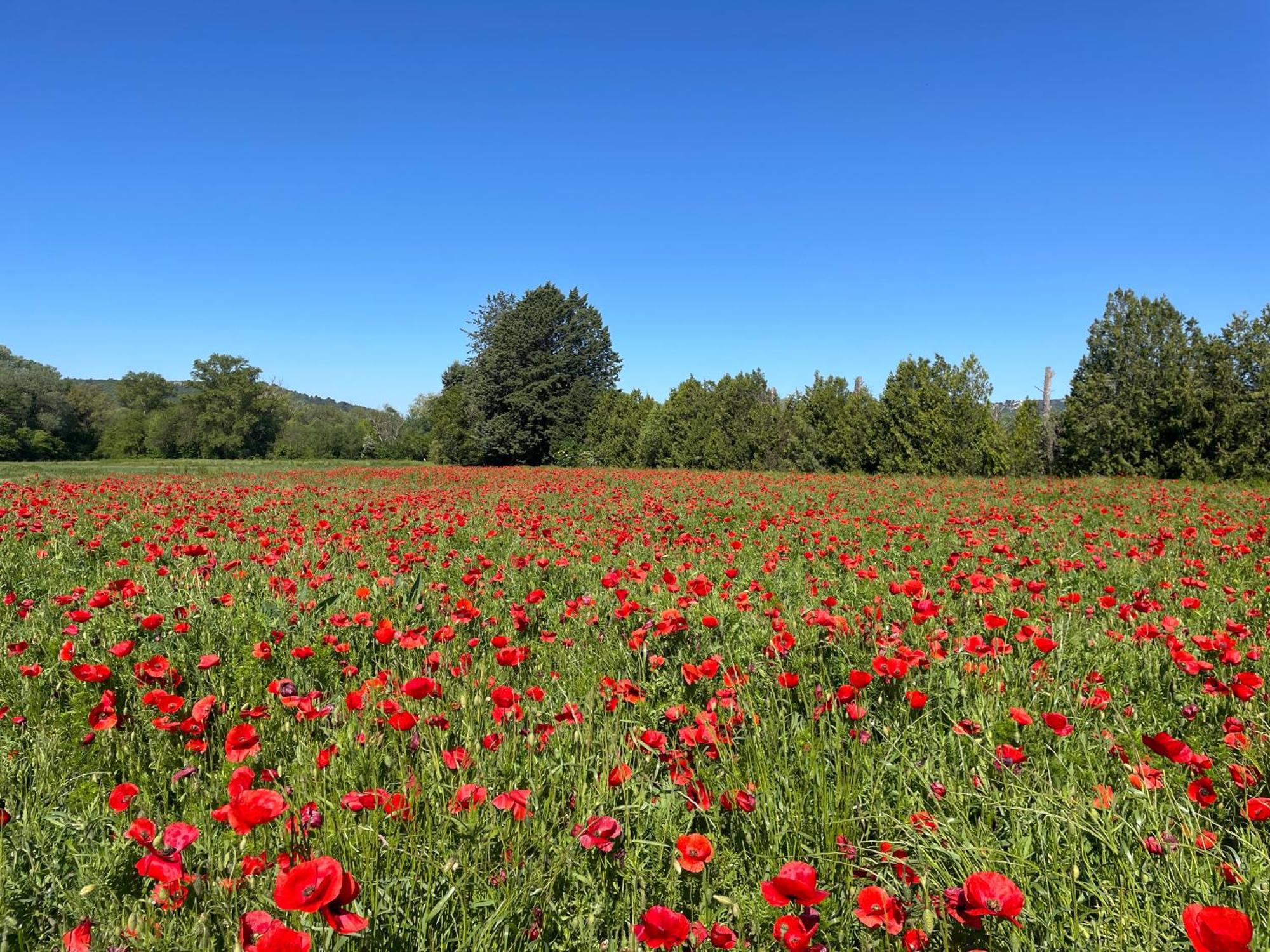 O Coeur Des Ocres Lejlighed Roussillon en Isere Eksteriør billede